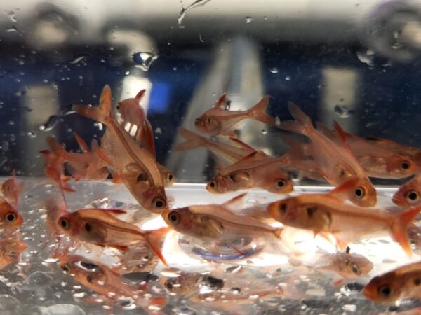 A group of fish in an aquarium with water.