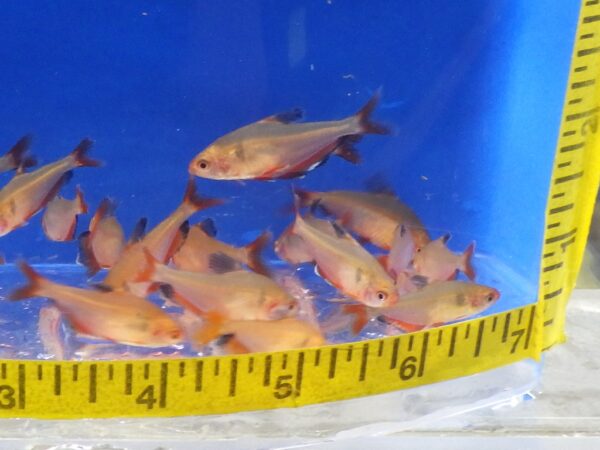 A group of fish in an aquarium with a ruler.