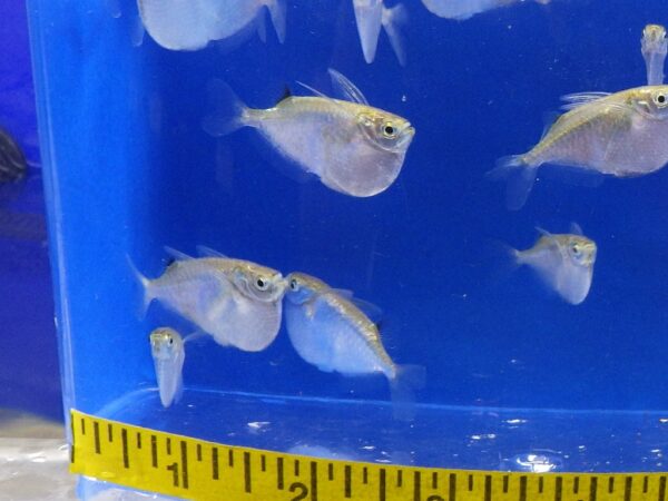 A group of fish in a blue container with a ruler.