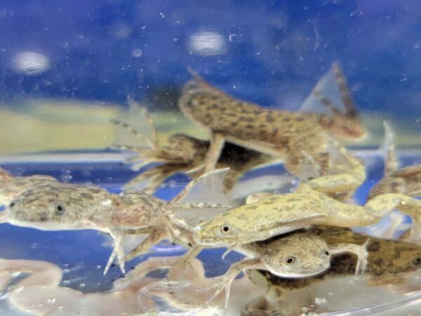 A group of small brown and white frogs in water.