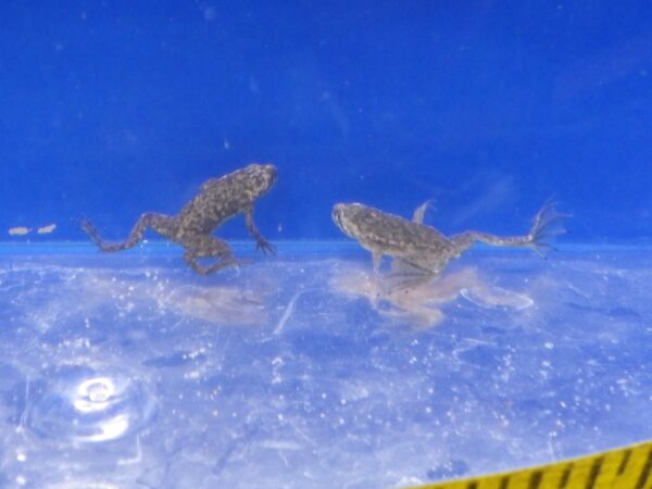 African Dwarf Frog Reg