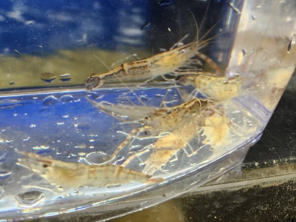 A group of small crabs on the side of a boat.