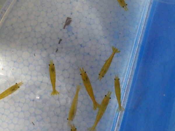 A group of yellow fish in an aquarium.