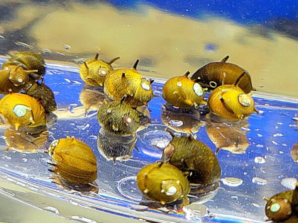 A group of bananas sitting in water on top of a table.