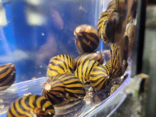 A close up of many snails in a container