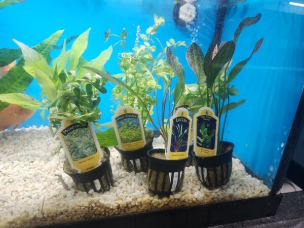 A group of plants in a fish tank.