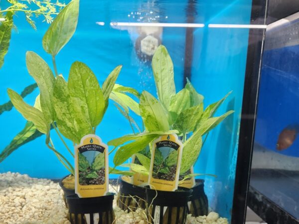 A couple of plants in a glass case.