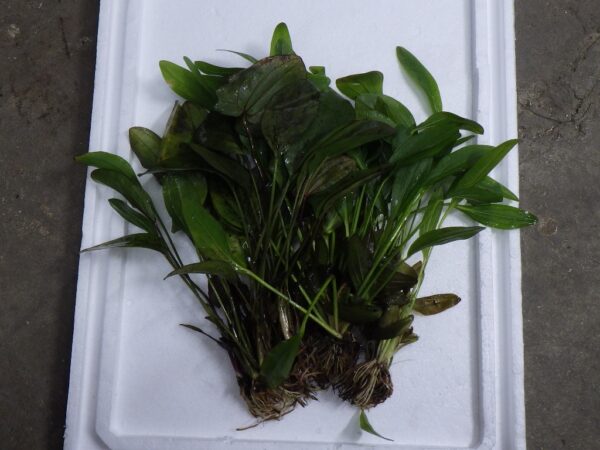 Assorted Sword Plant Bare Root Lrg