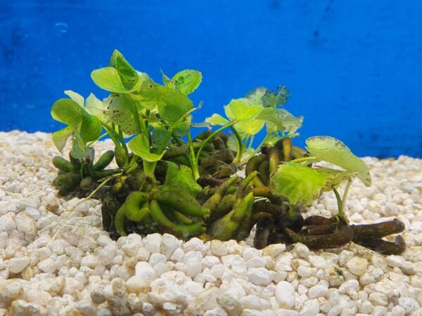 A plant in the water next to rocks.