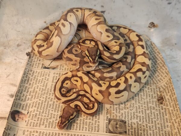 A snake curled up on top of a newspaper.