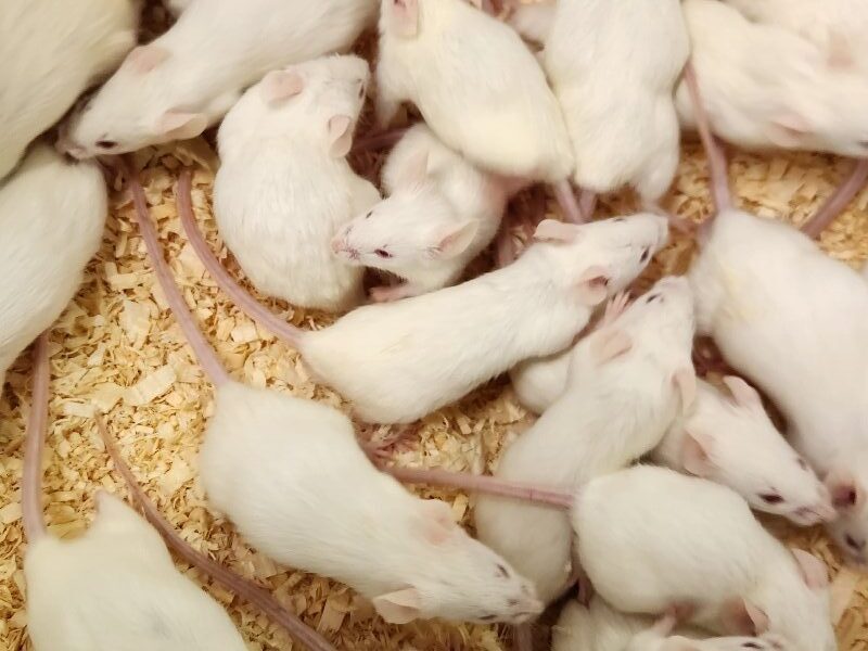 050 - Feeder Mice & Rats