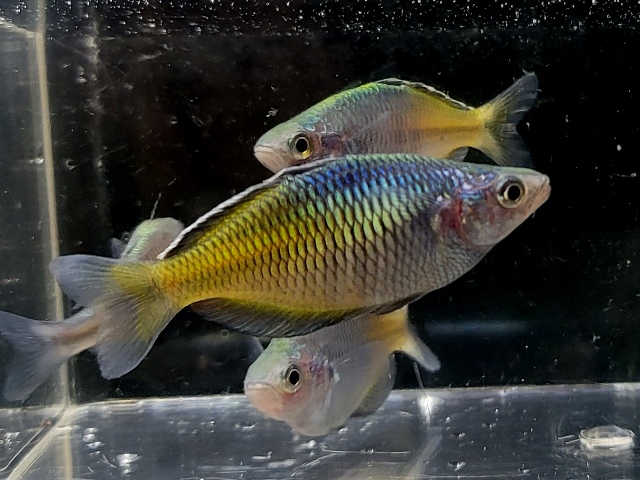 229 - Rainbowfish