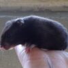 Hamster - Syrian EU - Black Bear