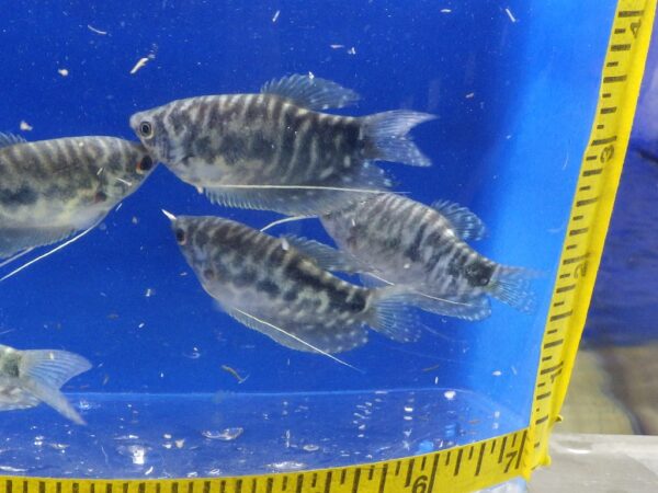 A group of fish in an aquarium with a measuring tape.