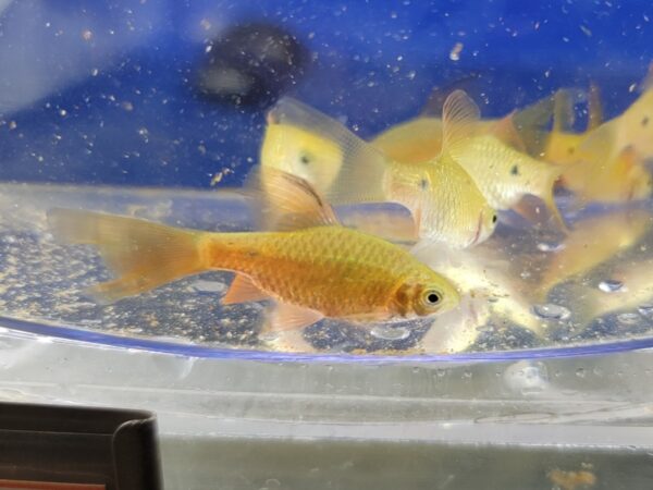 A group of fish in an aquarium with one yellow fish.