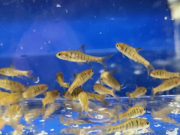 A group of fish swimming in an aquarium.