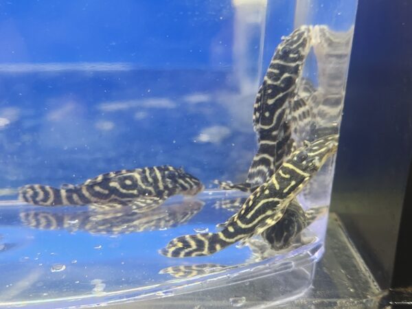 A couple of zebra fish in an aquarium.