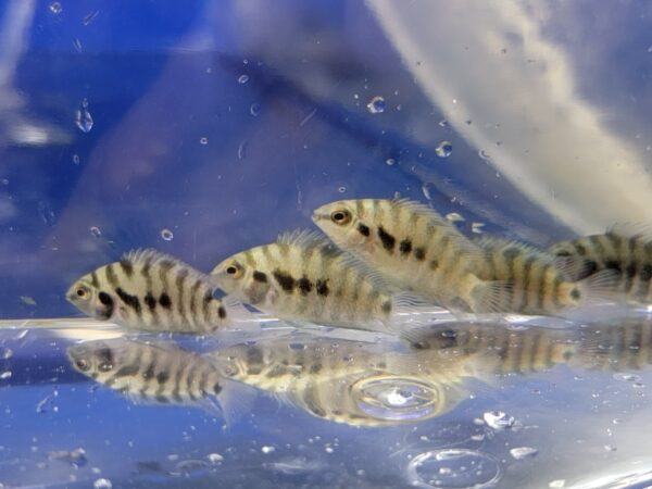 A group of fish swimming in the water.