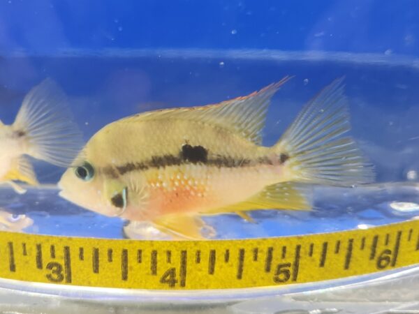 A fish is sitting in the water next to a measuring tape.