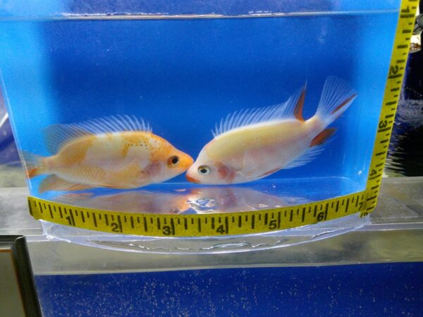 Two fish are swimming in a blue container.