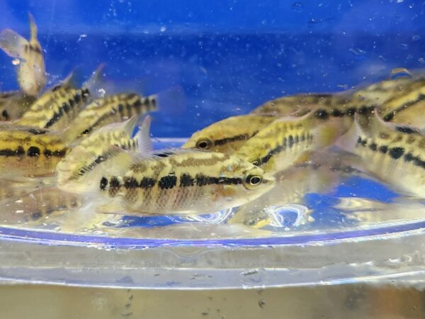 A group of small fish in an aquarium.