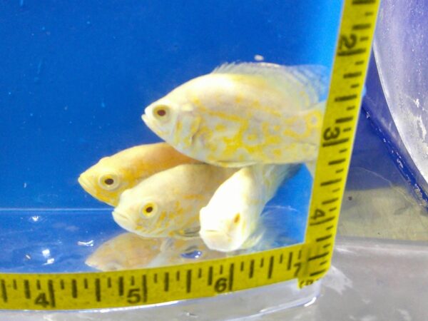 A group of fish are shown in front of a measuring tape.