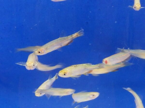 Pearl Danio Reg