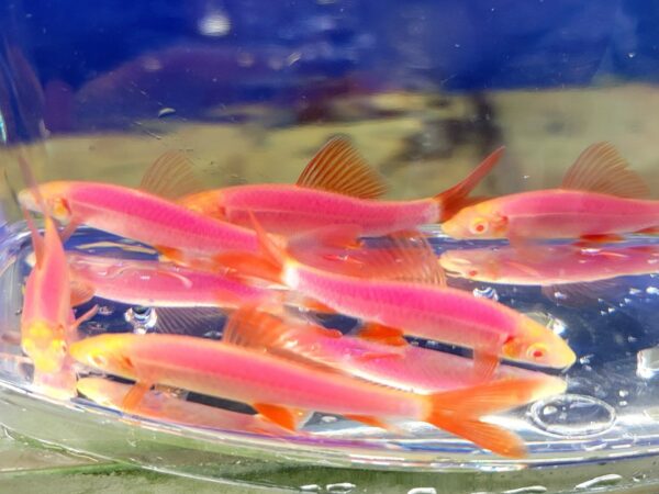 A group of fish that are sitting in the water.