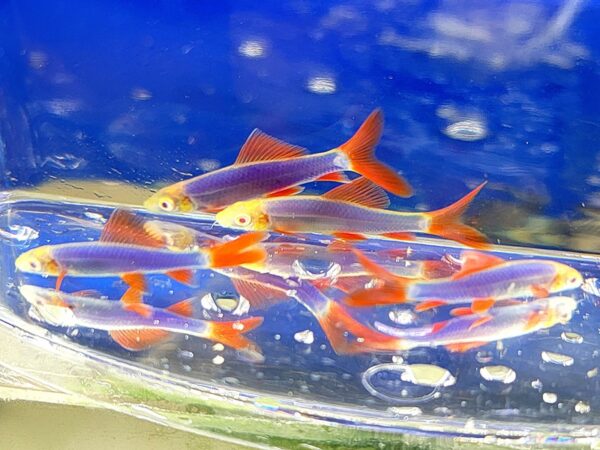 A group of fish swimming in the water.