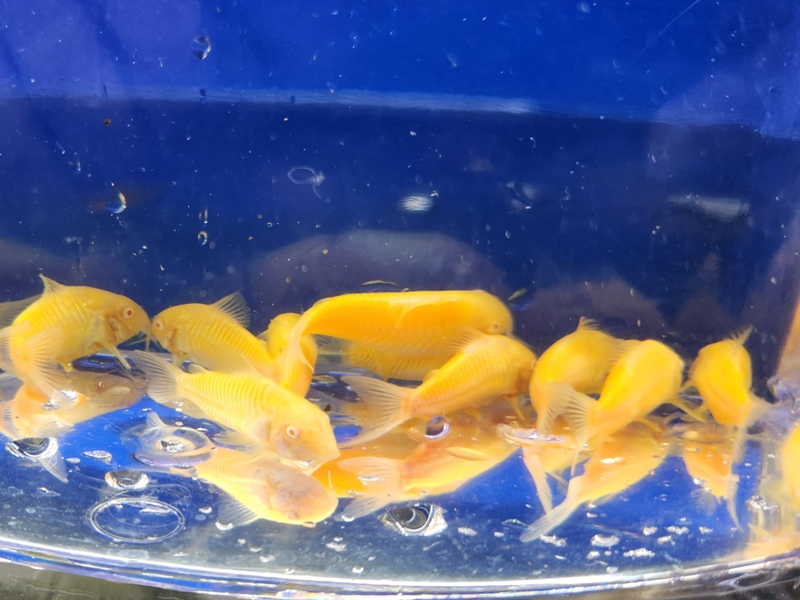 Glofish(r) Corydoras Sunburst Orange Reg   Real Pets Corp