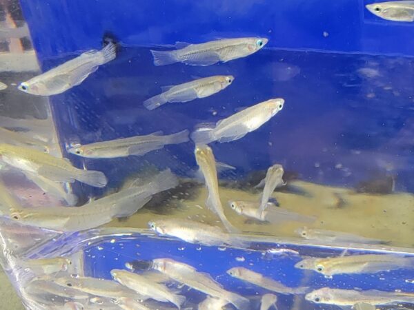 A group of fish swimming in an aquarium.