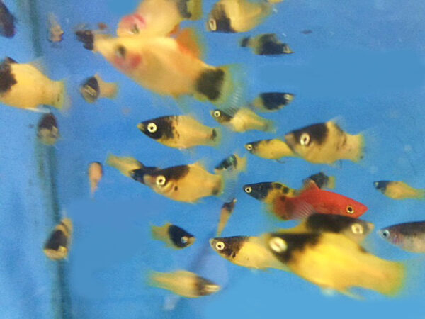 A group of fish swimming in the water.