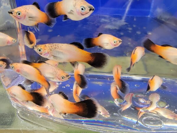 A group of fish swimming in an aquarium.