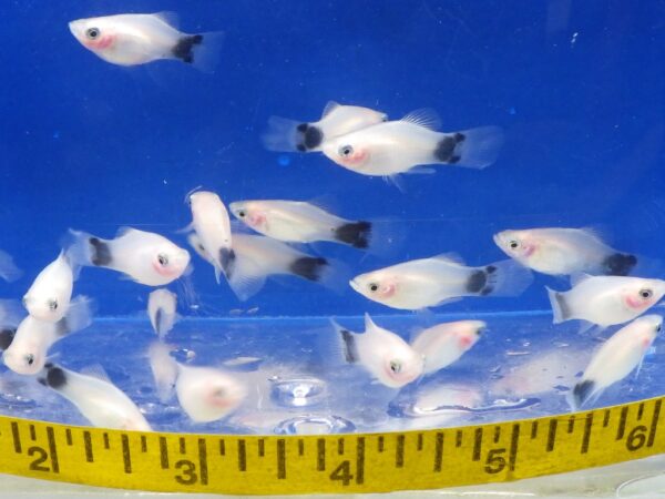 White Mickey Mouse Platy Med