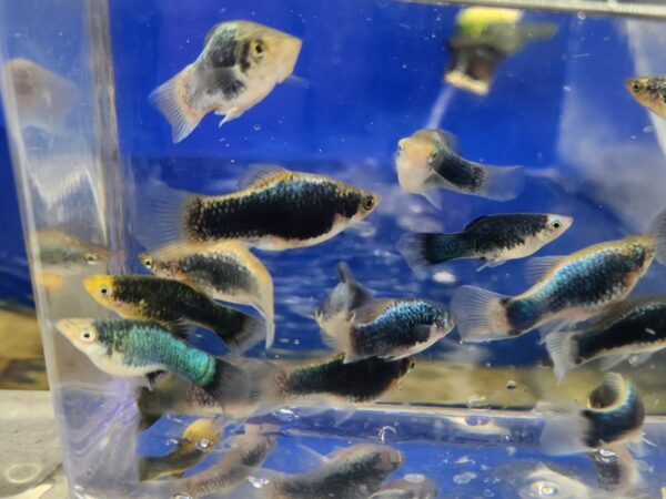 A group of fish in an aquarium with blue water.