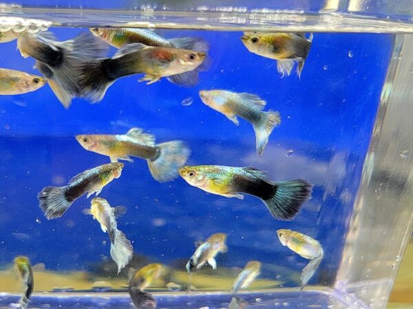 A group of fish swimming in an aquarium.