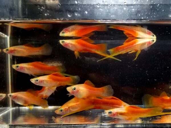 A group of fish in an aquarium with reflections.