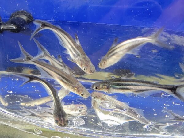 A group of fish swimming in an aquarium.