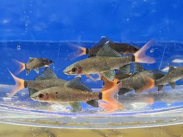 A group of fish swimming in an aquarium.