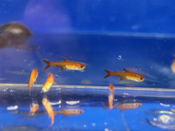 A group of fish swimming in an aquarium.