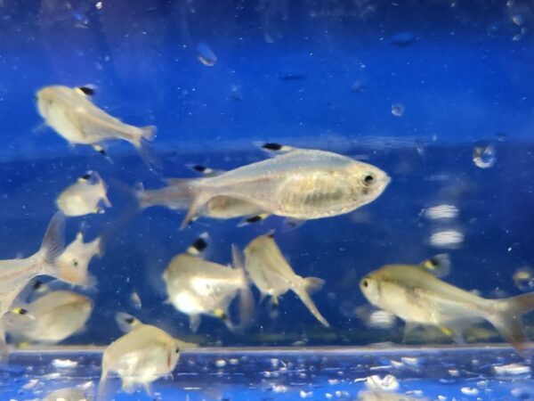 A group of fish swimming in an aquarium.