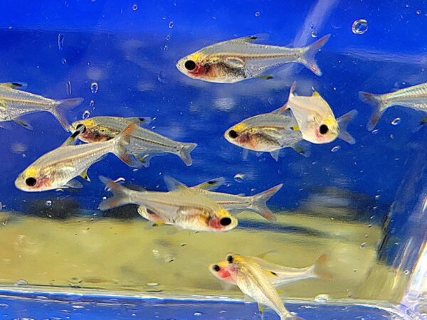 A group of fish swimming in an aquarium.