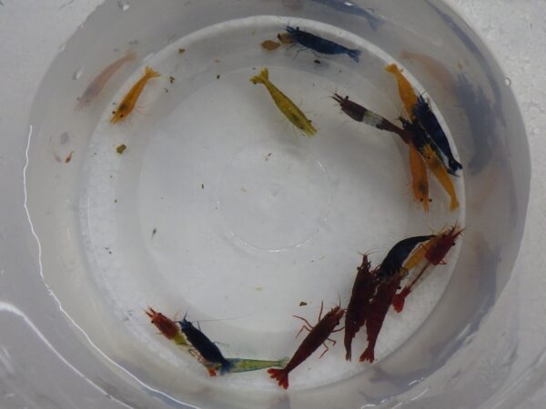 Assorted Fancy Neocaridina Shrimp
