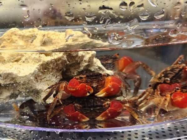 A group of crabs in a container on the beach.