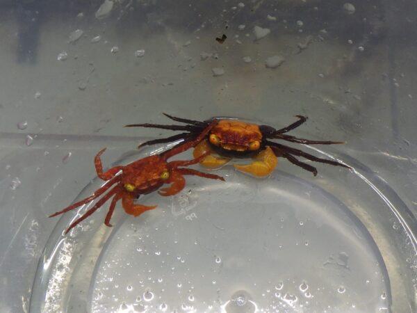 Two crabs are sitting on a sink in the water.