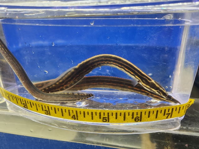 169 - Freshwater Eel