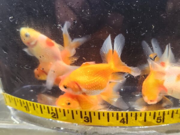 A group of fish in a bowl with a measuring tape around it.