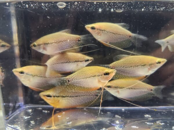 A group of fish in a container with water.