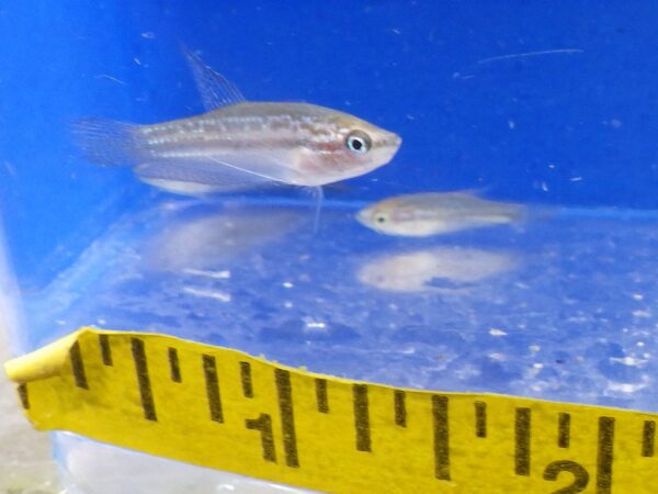 Pygmy Pumilus Sparkling Gourami Reg