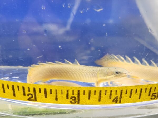 A fish is shown in an aquarium with a ruler.